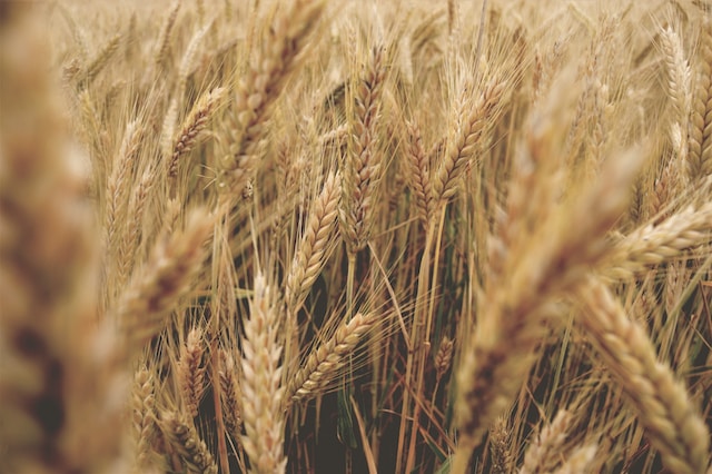 Wheat in the fields
