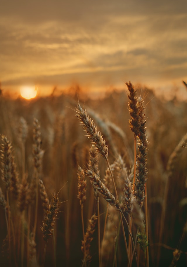A field of barley at sunset