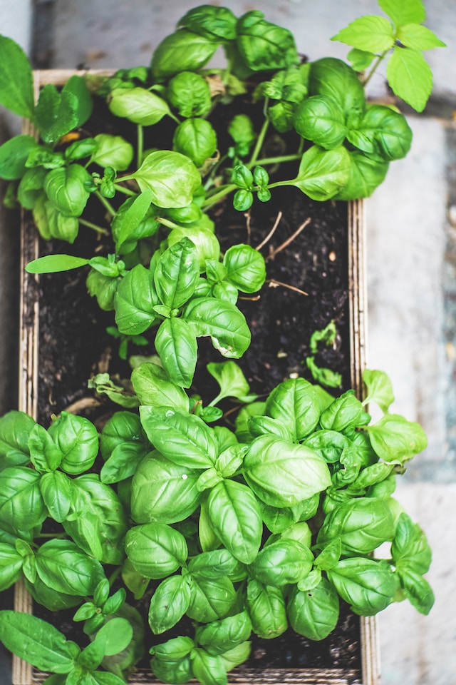 Basil growing in a wooden planter