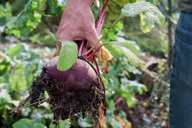 Person uprooting a turnip